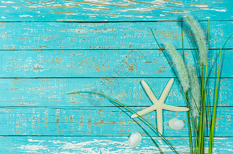 海星和草夏季底底底图片