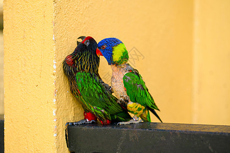 彩虹Lorikeet的配对游戏骚扰羽毛蓝色眼睛夫妻鹦鹉异国翅膀宠物情调图片