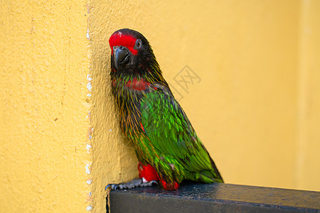 彩虹Lorikeet的配对游戏森林金刚鹦鹉荒野羽毛公园热带蓝色鸟类男性情调图片