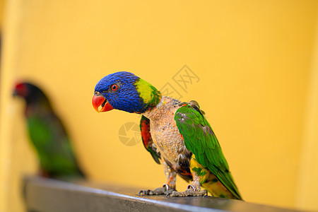 彩虹Lorikeet的配对游戏鹦鹉骚扰鸟类森林荒野异国尾巴宠物蓝色夫妻图片