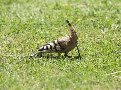 野虎鸟在花园的草地里觅食账单自然野生动物观鸟羽毛翅膀条纹荒野图片