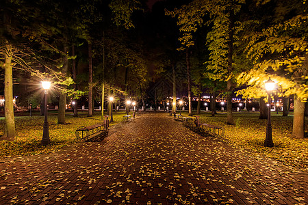 秋天夜公园 黄叶落下森林花园叶子小路场景城市植物景观灯笼途径图片