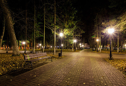 秋天夜公园 黄叶落下城市灯笼云杉场景长椅街道途径森林景观路面图片