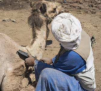 传统的非洲杜拜人 砍一头海绵骆驼剪子乡村家畜剪切单峰动物头巾哺乳动物男人棕色图片