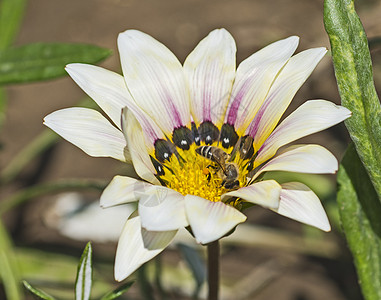 蜜蜂收集花粉 在白花上雏菊种群学野生动物叶子身体花柱黄色动物群花卉花粉囊图片