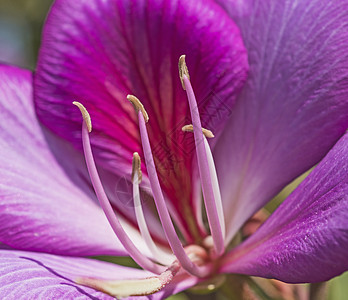 在装饰性花园中特写紫色花图片
