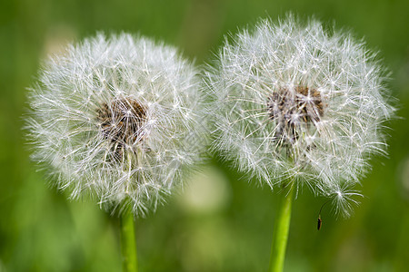 2个dandelion 爆炸球种子图片