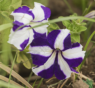 特写紫色和白色的花朵图片