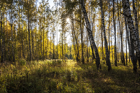 秋初的伯奇森林日落风景绿色植物场景公园晴天叶子环境木头图片