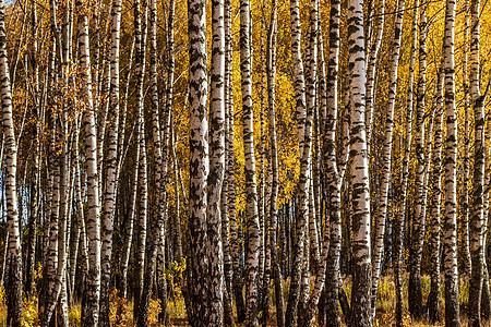 秋初的伯奇森林绿色叶子阳光黄色场景环境植物白色太阳公园图片