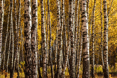 秋初的伯奇森林白色阳光公园叶子黄色绿色季节晴天木头风景图片