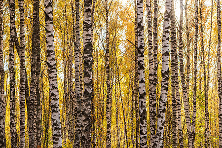 秋初的伯奇森林白色黄色太阳季节风景日落木头绿色树林场景图片