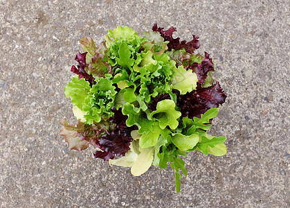 含绿色和红色沙拉叶叶的生菜草混合生菜植物图片