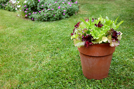 混合生菜植物花盆 红色和绿色沙拉叶图片