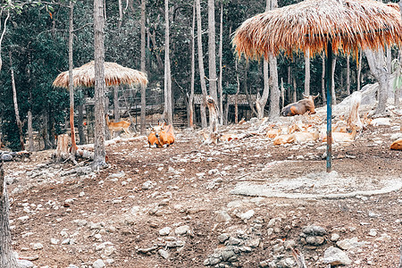 Banteng红公牛在公园休息图片