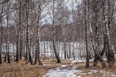 伯奇森林在初春晴天植物树林树干公园天气蓝色阳光桦木木头图片