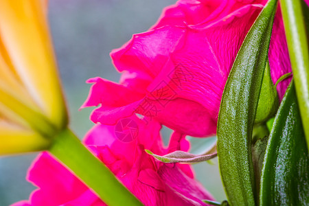 Lily 特写橙色的Lily花朵 大型横向摄影百合橙子绿色叶子房子植物植物群花瓣花园宏观图片