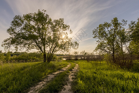 夏日的景象是美丽的夕阳 有柳树和草地 池塘或湖在背景上公园太阳季节绿色阳光天空树木日落橙子黄色图片