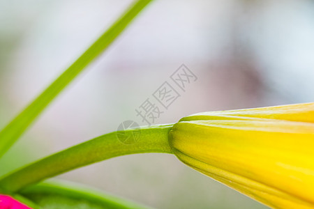 Lily 特写橙色的Lily花朵 大型横向摄影房子橙子百合宏观叶子植物植物群花园绿色花瓣图片