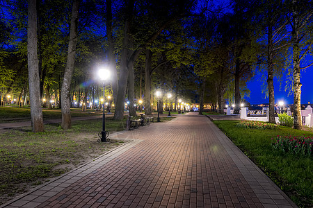夏天的夜间公园绿色季节景观城市场景途径叶子植物长椅人行道图片