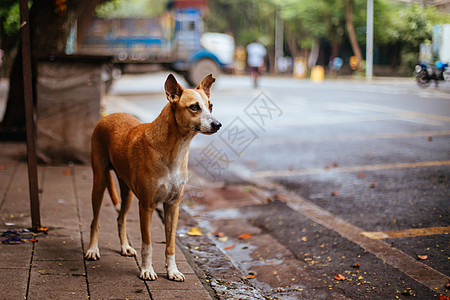 印度孟买的Stray Dog流浪狗人行道犬类贫困街道动物街头生活流浪景观城市图片