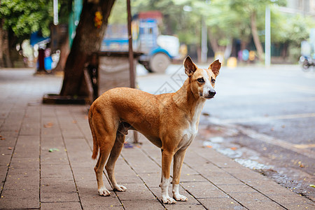 印度孟买的Stray Dog悲伤犬类人行道贫困尾巴城市街头生活流浪狗寂寞孤独图片