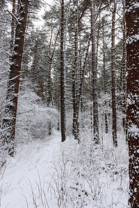 被雪雪覆盖的松林公园森林场景松树木头天空季节蓝色图片