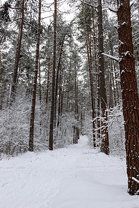 被雪雪覆盖的松林木头森林松树天空蓝色场景公园季节图片