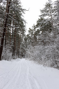 被雪雪覆盖的松林场景蓝色天空季节木头公园森林松树图片