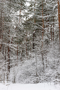 被雪雪覆盖的松林松树天空公园森林木头季节场景蓝色图片