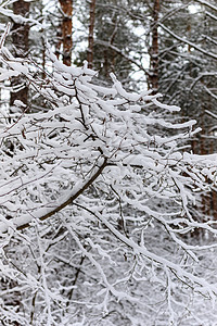 底底雪和白天空中树木在原冻霜中的冬季树枝白色季节天空冻结天气森林季节性场景木头黑色图片