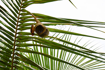 在棕榈树叶上筑巢的织鸟异国植物蓝色生活野生动物翅膀假期热带环境迁移图片