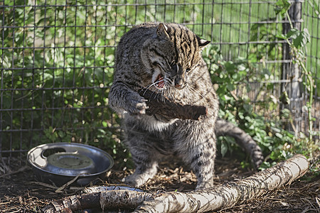 欧亚野猫在囚禁中玩着一根棍子公园猫科猎人动物眼睛动物园食肉野猫哺乳动物捕食者图片