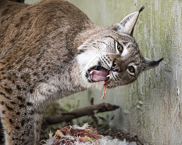 被囚禁的欧亚林克斯猎人野生动物簇绒猫科动物食肉荒野大猫耳朵公园图片