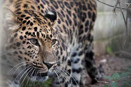 被囚禁的亚穆尔豹 特写猫科动物丛林野兽野生动物哺乳动物食肉捕食者牙齿危险图片
