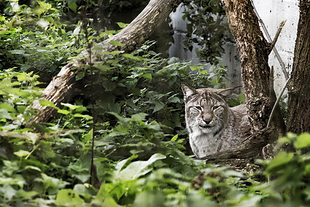 被囚禁的欧亚林克斯簇绒哺乳动物毛皮荒野野猫猫科眼睛动物猎人食肉图片