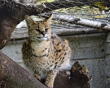 被囚禁的  骑士猫荒野动物仆人野生动物捕食者猎人濒危野猫猫科食肉图片