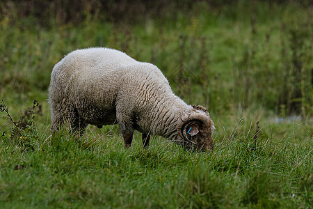 角渡港羊牧场食物草地羊毛动物食草国家农村家畜喇叭哺乳动物图片