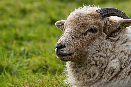 非洲之角的波特兰羊羊肖像背景图片