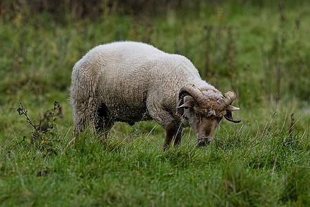 角渡港羊牧场哺乳动物英语母羊食物动物羊毛喇叭食草内存成人图片