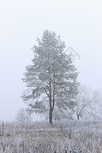 雾中覆盖着无霜的树林地城市气候场景公园温度天气季节薄雾白色背景图片