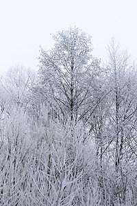 雾中覆盖着无霜的树天气白色森林温度城市旅行林地场景季节公园图片