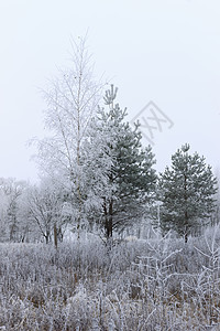 雾中覆盖着无霜的树旅行松树气候公园季节森林场景城市白色林地背景图片