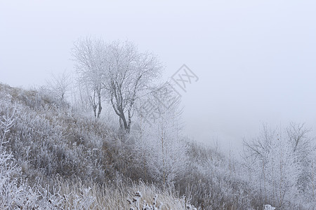 雾中覆盖着无霜的树薄雾季节旅行天气白色温度林地公园森林气候背景图片