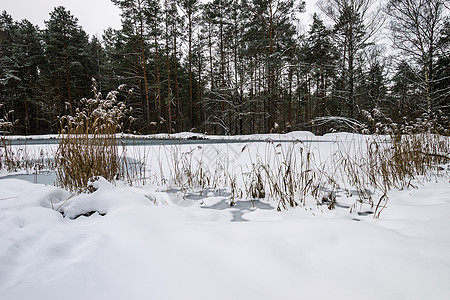 松林的冰霜覆盖着池塘木头环境松树植物森林季节场景公园冻结天气图片