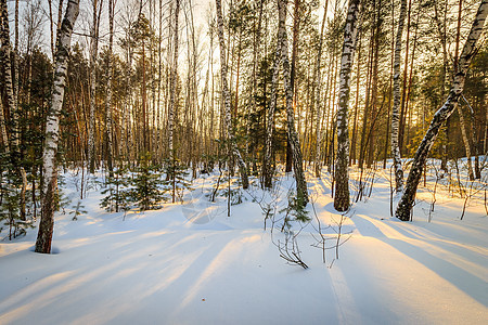 冬季白树林美丽的日落 冬天桦树太阳松树光束冻结环境公园晴天阴影天空图片
