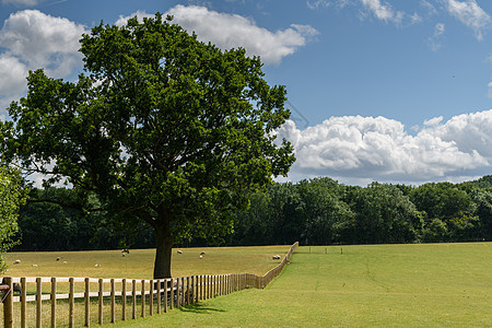 英属乡村地带的木林围栏和树木旅行农村假期场景牧场农场栅栏照片草地风景图片