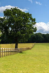 英属乡村地带的木林围栏和树木风景照片栅栏蓝色农村农场农业草地牧场假期图片