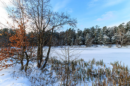 松林的冰霜覆盖着池塘阳光公园环境森林场景天空松树蓝色冻结天气图片