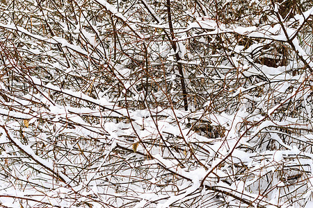 在松林的冬季 树枝上布满了霜冻阳光场景水晶植物太阳森林宏观白色季节温度图片